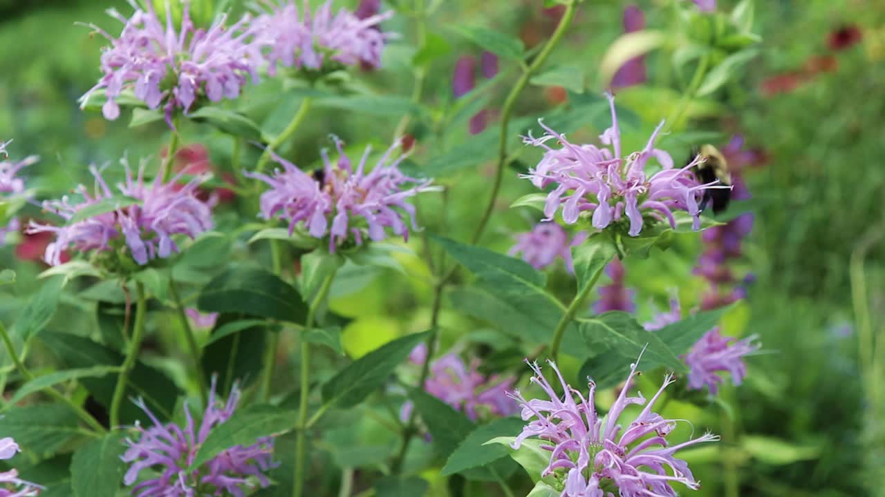 Bees & Pollinators feeding on Bee Balm - Nature Clip