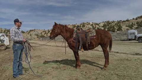 Horses_Curly_2022