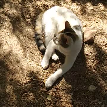 Egyptian cat listens to sounds