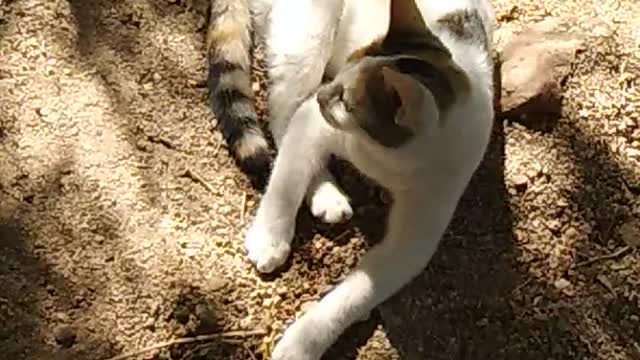 Egyptian cat listens to sounds