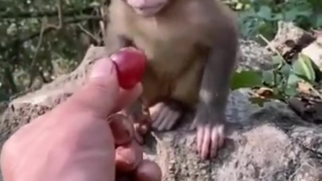 Monkey short video