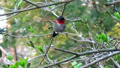 Hummingbird