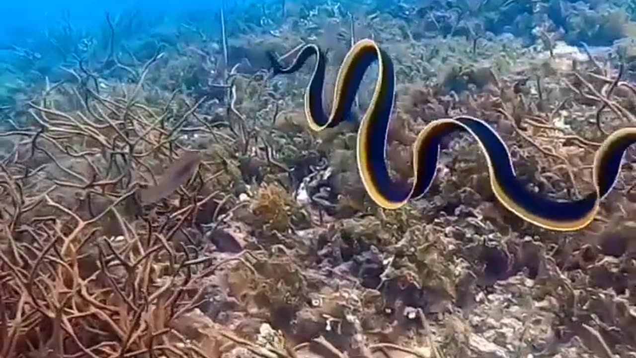 Underwater nature view!! Beautiful view nature status