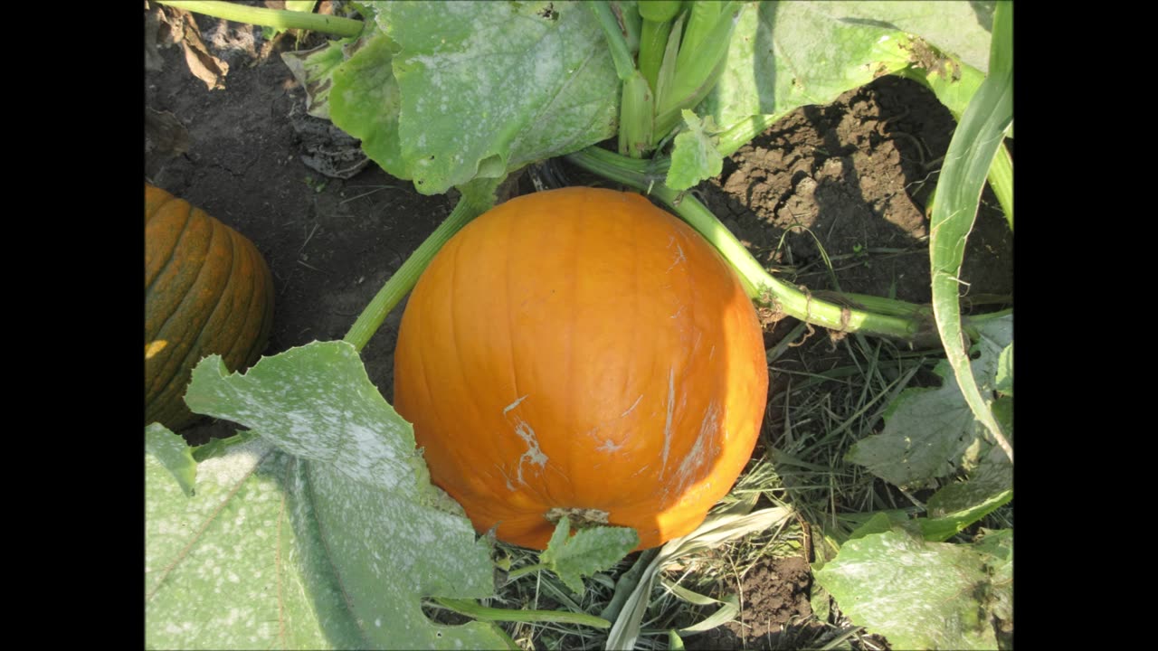 Awesome Pumpkin Flower Orange Pumpkin Flower August 2023