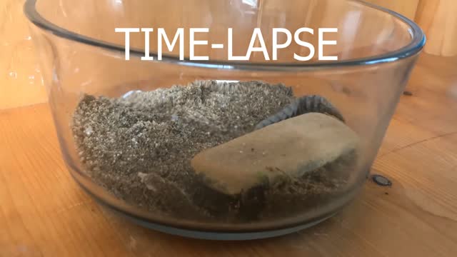 Time-lapse of Hellgrammite