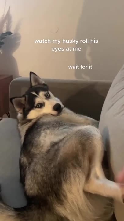 Watch my husky roll his eyes at me