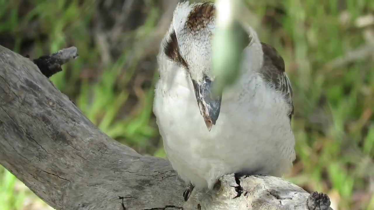 Kookaburra sitting on a log