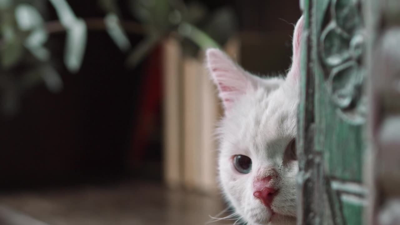 Funny Cat Peeping