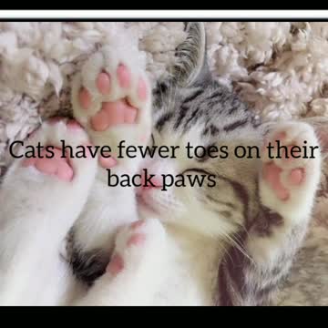 Did You Know? Cats have fewer toes on their back paws || FACTS || TRIVIA