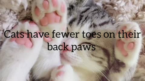 Did You Know? Cats have fewer toes on their back paws || FACTS || TRIVIA