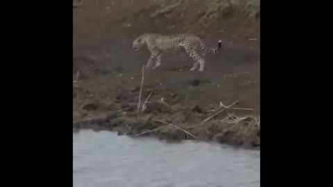 HE😨NEVER👀SAW IT COMING🐆🐊