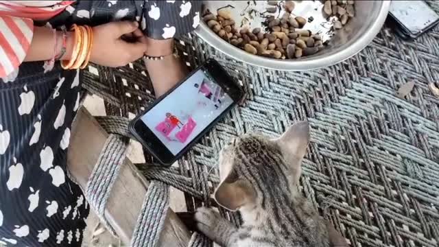 Cat Watching Video In Smartphone