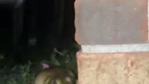 Overly-sensitive frog screams when dog sniffs it