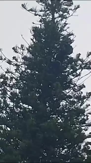 SPCA ‘spider-man’ saves kitten in tree