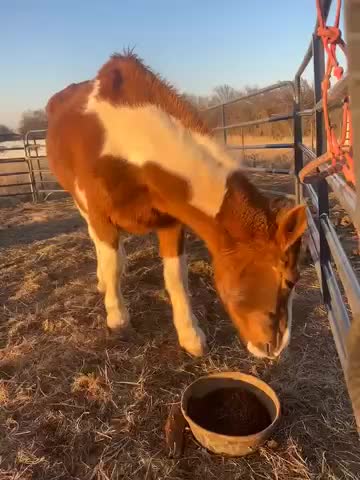 Epona - a 25 year old Mustang and her companion