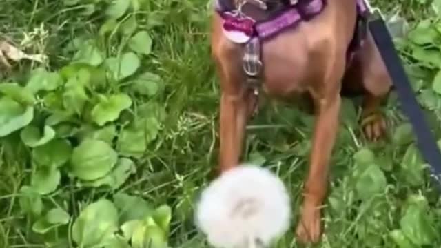 A dog's reaction to eating a dandelion