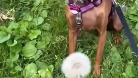 A dog's reaction to eating a dandelion