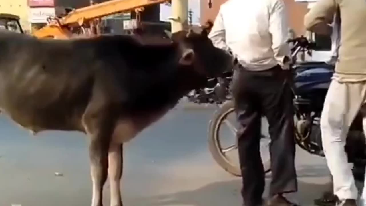 Funny cow