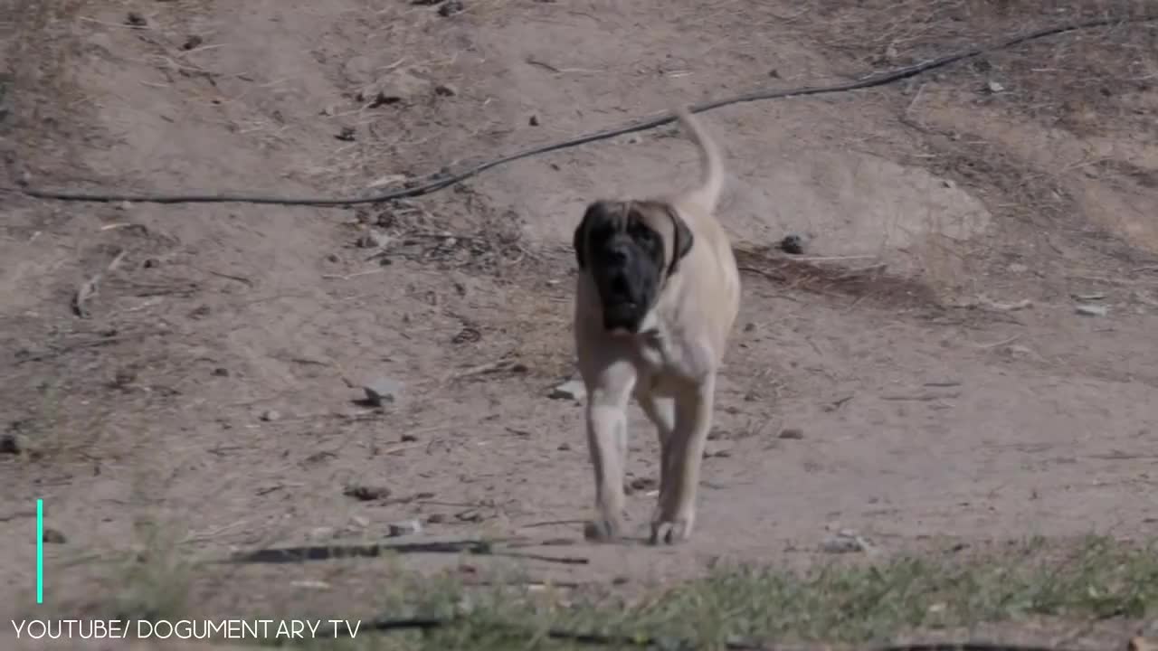 Biggest Dogs in the World