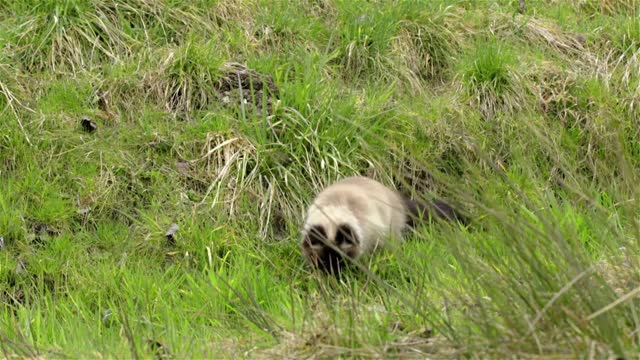 Birman cat slowly moving through green grass