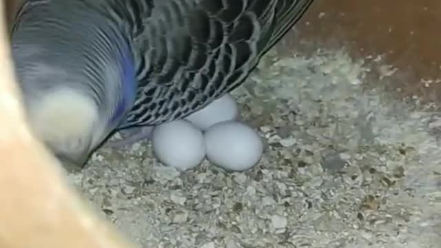 Mother Bird is incubating her egg