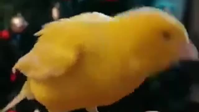 A very cool bird sang