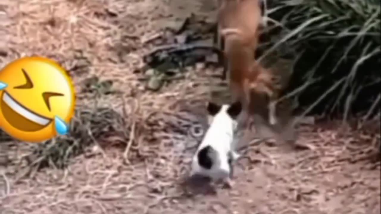 Funny Animal