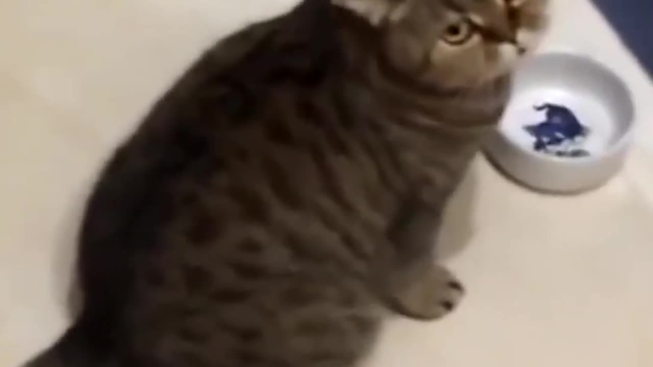Funny Animals Rumble compilation 2023 - New Funny Animals 😂 Funniest Cats and Dogs Videos 😺🐶