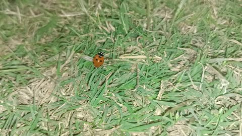 insectslifestyle