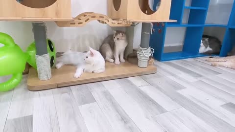 Funniest Animals 2023 🤩😂 Best Cats and Dogs Videos 🐶😻 Part 15