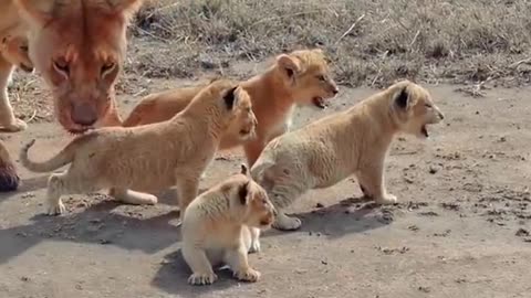 Cachorro de león