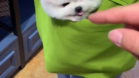 Angry small dog