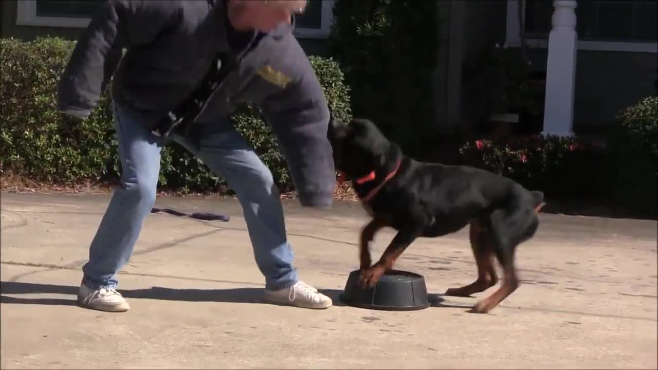 How to teach dogs to guard people and objects