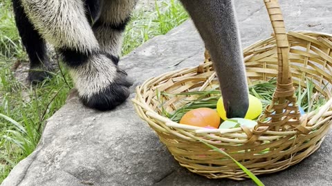 Happy Easter from King Bumi and everyone here at the Wildlife Center