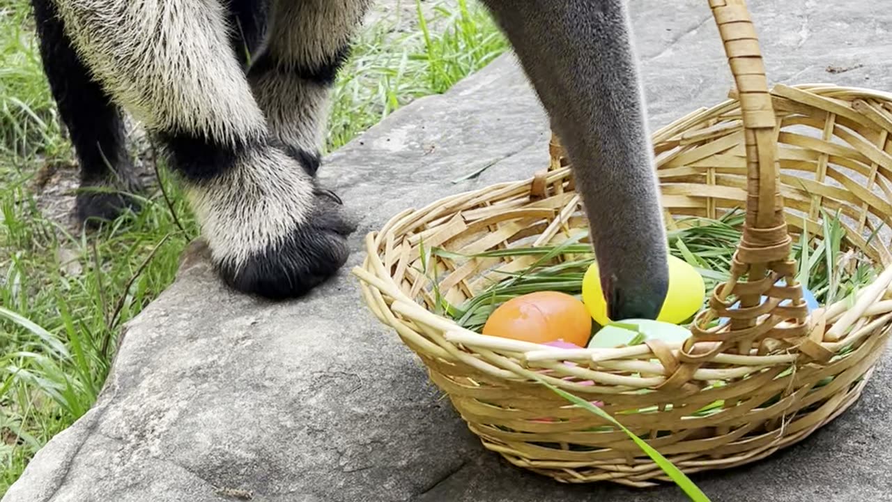 Happy Easter from King Bumi and everyone here at the Wildlife Center