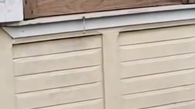 Amazing cats video 📹