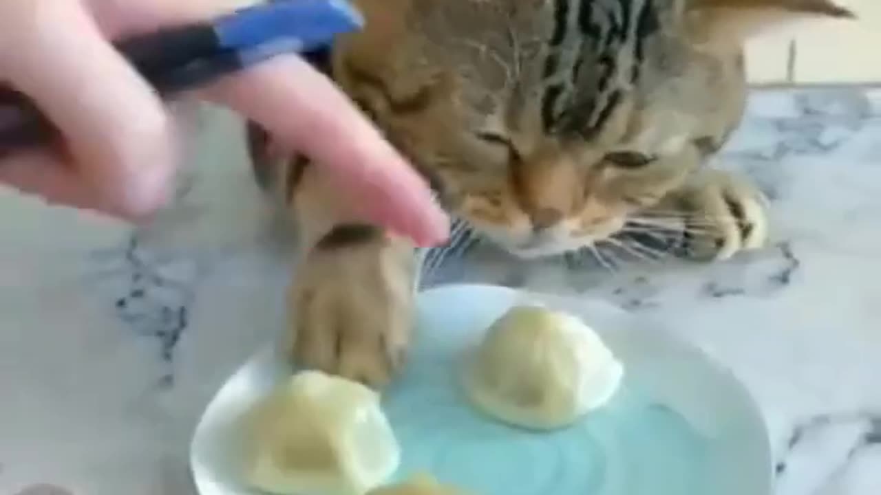 Funny Cat Videos 2023