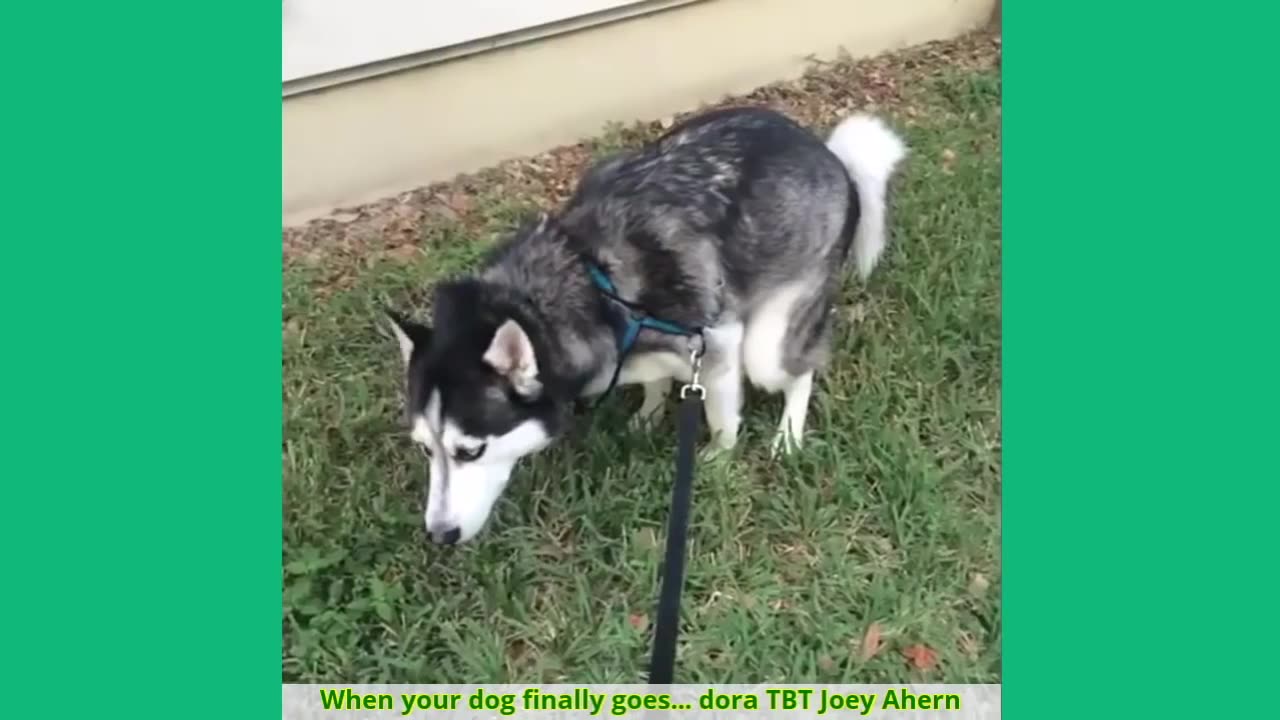 Funny Husky Compilations