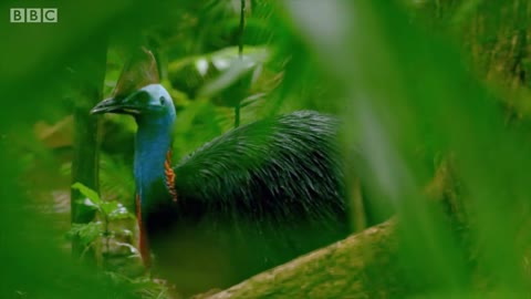 Filming The World's Deadliest Bird | Wild Stories | BBC Earth