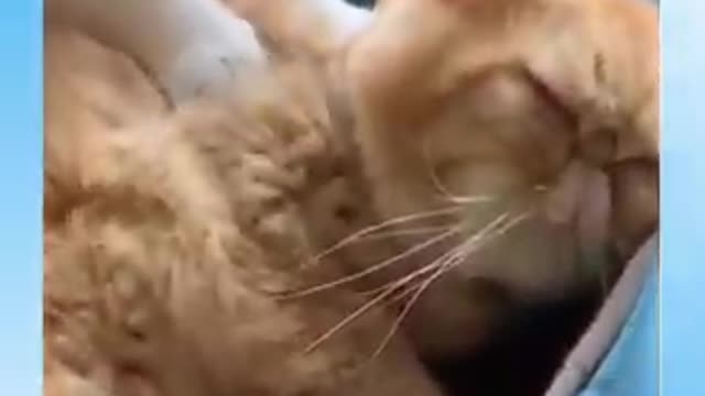 Funny cat compilation