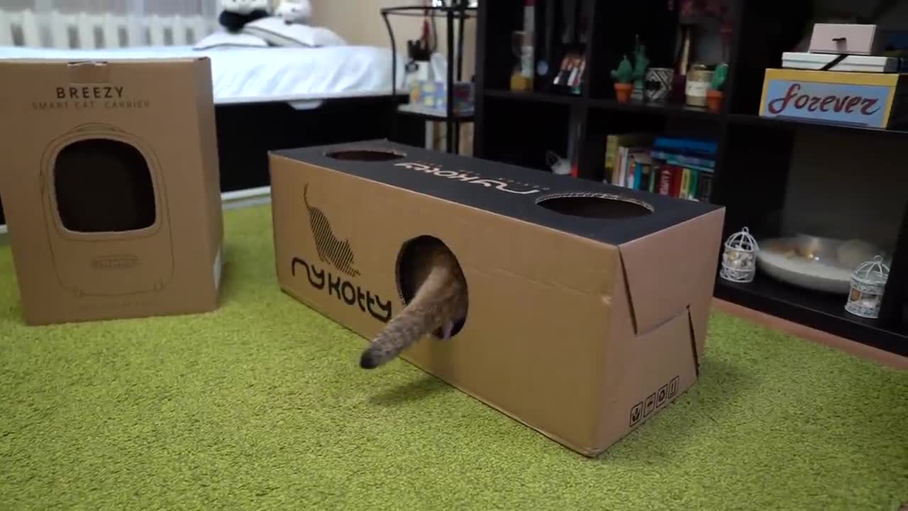 A box is the best thing for a cat