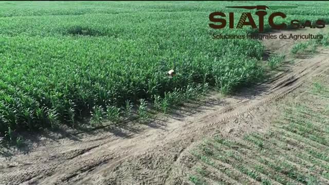 FUMIGACION MAIZ DJI AGRAS T20 SIATC CASANARE