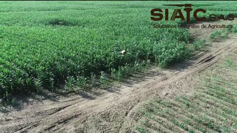 FUMIGACION MAIZ DJI AGRAS T20 SIATC CASANARE