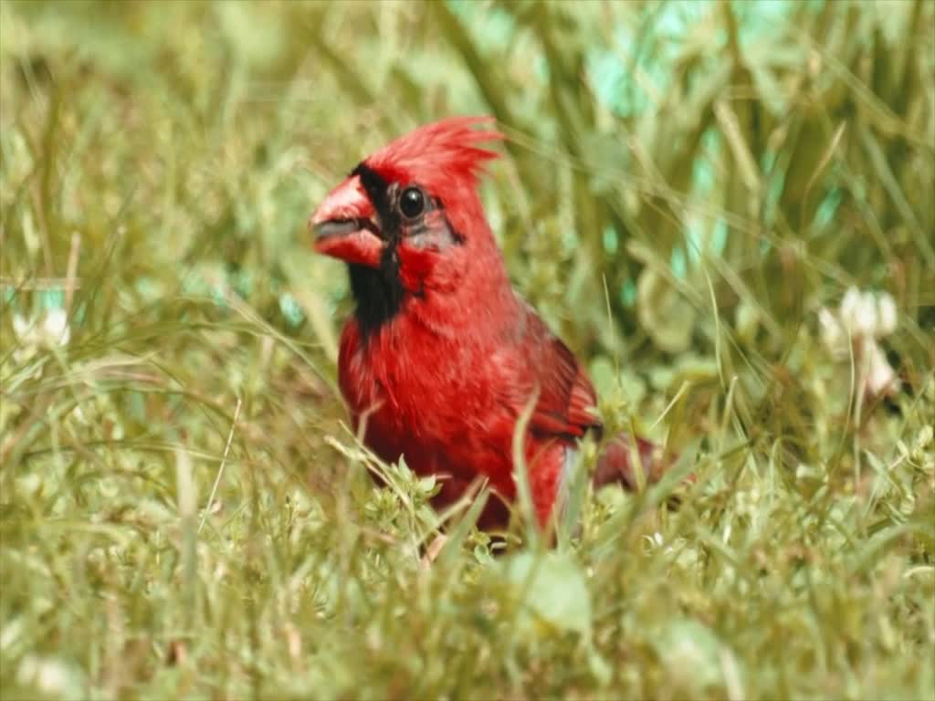 The World's Most Beautiful Birds Collection in 4K ULTRA HD