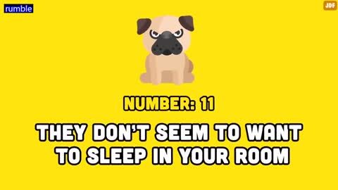 14 Signs Your Dog Doesn’t Love You (Even if You Think They Do)_p7