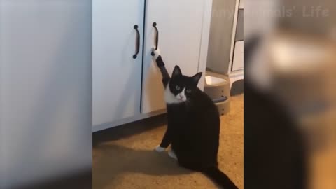 🤣 Funniest 🐶 Dogs And 😻Cats - Try Not To Laugh - Funny Pet Animals' Life