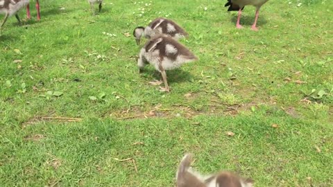 Schloß Schwerin Nilgans mit Kücken