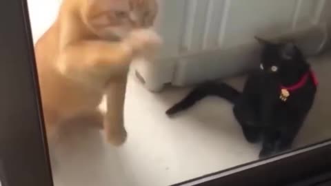 Funny Animal Videos Of The Day 005