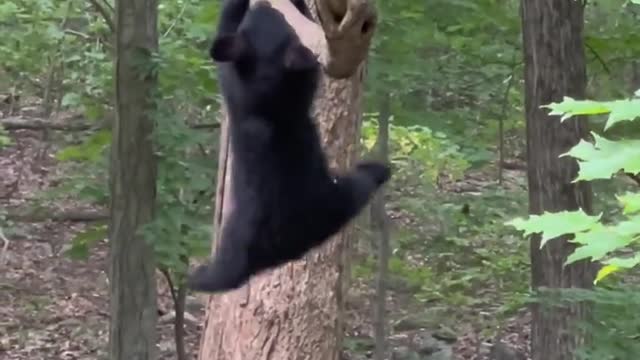 Bear Hangs Out in a Tree