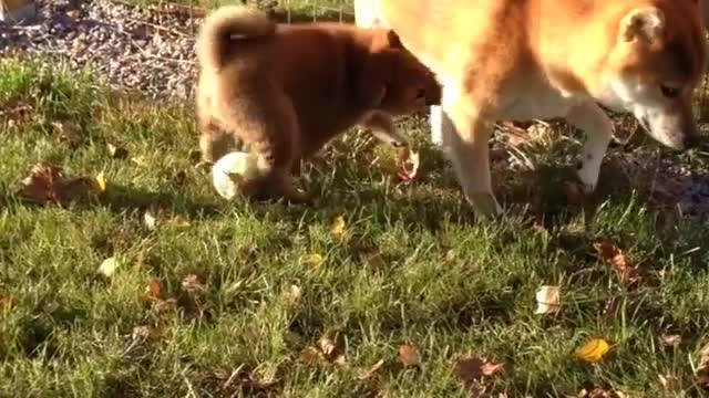 Puppy playing baseball